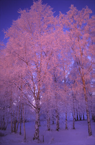 Frozen light.